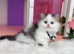 MK028 - Munchkin Kitten For Sale - Los Angeles&comma; CA&comma; US