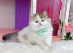 M023 - Minuet Kitten For Sale - Los Angeles&comma; CA&comma; US