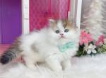M023 - Minuet Kitten For Sale - Los Angeles&comma; CA&comma; US