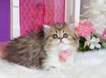 MK029 - Munchkin Kitten For Sale - Los Angeles&comma; CA&comma; US