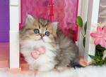 MK029 - Munchkin Kitten For Sale - Los Angeles&comma; CA&comma; US