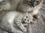 Lily - Balinese Kitten For Sale - Chicago&comma; IL&comma; US