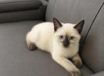 Jane - Siamese Kitten For Sale - Lehigh Acres&comma; FL&comma; US