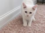 Lyla - Himalayan Kitten For Sale - Lehigh&comma; FL&comma; US