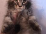 Pure Main Coon  playful girl - Maine Coon Kitten For Sale - Grant Valkaria&comma; FL&comma; US