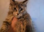 Blue Tortie female - Maine Coon Kitten For Sale - Grant Valkaria&comma; FL&comma; US