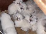 Blue's Dolls - Ragdoll Kitten For Sale - Havre De Grace&comma; MD&comma; US