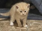 Brother - Scottish Fold Kitten For Sale - Philadelphia&comma; PA&comma; US