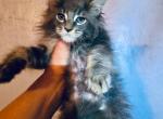 Very sweet baby girl - Maine Coon Kitten For Sale - Grant Valkaria&comma; FL&comma; US