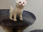 Beil - Scottish Fold Kitten For Sale - Philadelphia&comma; PA&comma; US
