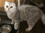 Mikka - Scottish Fold Kitten For Sale - 