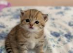Golden chinchilla boy - Scottish Straight Kitten For Sale - 