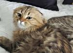 Tony - Scottish Fold Kitten For Sale - Philadelphia&comma; PA&comma; US