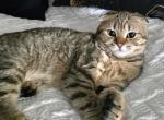 Keni - Scottish Fold Kitten For Sale - Philadelphia&comma; PA&comma; US