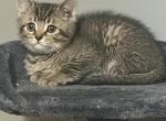Lariki - Scottish Straight Kitten For Sale - Philadelphia&comma; PA&comma; US