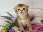 Golden chinchilla female - Scottish Fold Kitten For Sale - Brooklyn&comma; NY&comma; US
