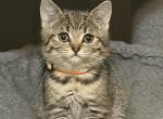 Lizok - Scottish Fold Kitten For Sale - Philadelphia&comma; PA&comma; US