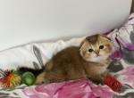 Golden Scottish fold - Scottish Fold Kitten For Sale - Brooklyn&comma; NY&comma; US