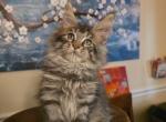 Gorgeous Freya - Maine Coon Kitten For Sale - Grant Valkaria&comma; FL&comma; US