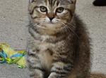 Lily - Scottish Fold Kitten For Sale - Chicago&comma; IL&comma; US