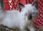 Pog - Siamese Kitten For Adoption - Branson&comma; MO&comma; US