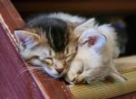 No name - Domestic Kitten For Adoption - Portland&comma; OR&comma; US