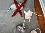 Sphynx Kittens - Sphynx Kitten For Sale - Mc Lean&comma; VA&comma; US