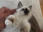 Birman Stella AVAILABLE - Birman Kitten For Sale - Mount Vernon&comma; WA&comma; US
