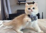 Bobo - British Shorthair Kitten For Sale - Fontana&comma; CA&comma; US