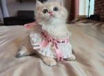 Elsie - British Shorthair Kitten For Sale - Fontana&comma; CA&comma; US