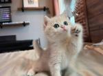 Elsie blue golden - British Shorthair Kitten For Sale - Fontana&comma; CA&comma; US