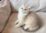 Arlo - British Shorthair Kitten For Sale - Fontana&comma; CA&comma; US