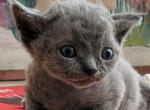 Oscar - Devon Rex Kitten For Sale - P J S&comma; NY&comma; US