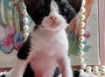 Kai - Devon Rex Kitten For Sale - P J S&comma; NY&comma; US