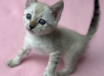 Snowy - Bengal Kitten For Adoption - Bellevue&comma; WA&comma; US