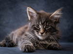 European Black Tabby Maine Coon Boy EURO Pedigree - Maine Coon Kitten For Sale - DC&comma; US