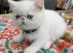 Exotic solid male - Exotic Kitten For Sale - 
