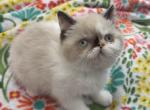 Exotic pointed female - Colorpoint Shorthair Kitten For Sale - Palm Coast&comma; FL&comma; US