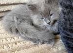 Maximus Decimus Meridius - Maine Coon Kitten For Adoption - Cocoa&comma; FL&comma; US