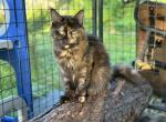Spooky - Maine Coon Cat For Sale - 
