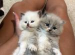 Truffles litter - Ragdoll Kitten For Sale - Huntertown&comma; IN&comma; US
