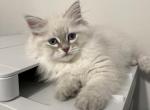 Kaspian - Siberian Kitten For Sale - 