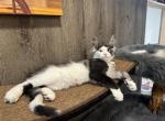 Bentley - Maine Coon Kitten For Sale - Rogersville&comma; MO&comma; US