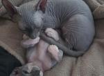 OpheliaDemetriPAIROFSPHYNX - Sphynx Kitten For Sale - 
