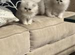 chinchilla persian fancy feast kittens - Persian Kitten For Sale - 