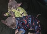 OpheliaDemetriPAIROFSPHYNXX - Sphynx Kitten For Sale - Cameron&comma; NC&comma; US