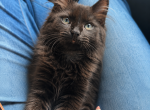 Black chocolate Maine coon - Maine Coon Kitten For Sale - Oak Hill&comma; TN&comma; US