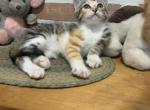 Tiger Queen - Bengal Kitten For Sale - East Earl&comma; PA&comma; US