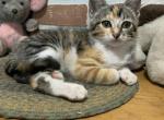 Tiger Queen - Bengal Kitten For Sale - East Earl&comma; PA&comma; US