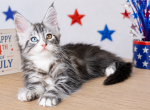 Athena's kittens - Maine Coon Kitten For Sale - Lott&comma; TX&comma; US